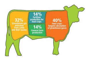 Eat less meat and save the environment | Voice of Journalists